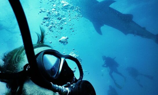 {{brizy_dc_image_alt entityId=